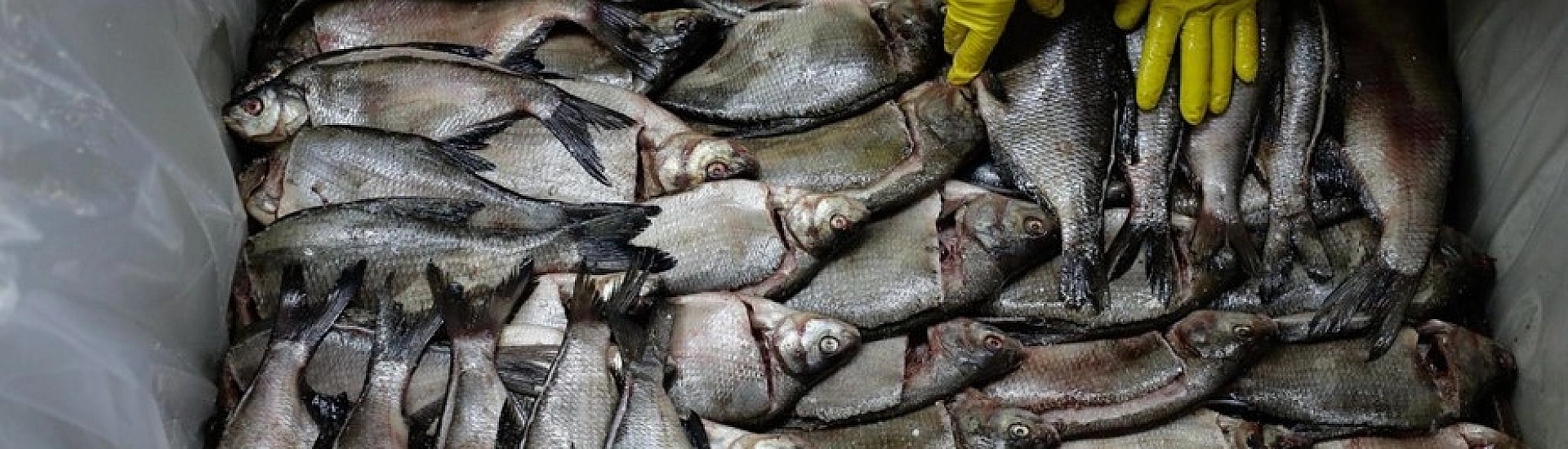 Россия полностью приостановила импорт рыбной продукции из Армении