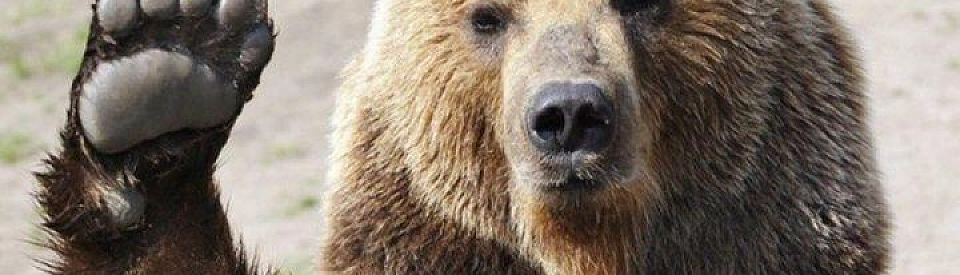 В Алтайском крае медведи стали чаще выходить к людям из-за нехватки орехов