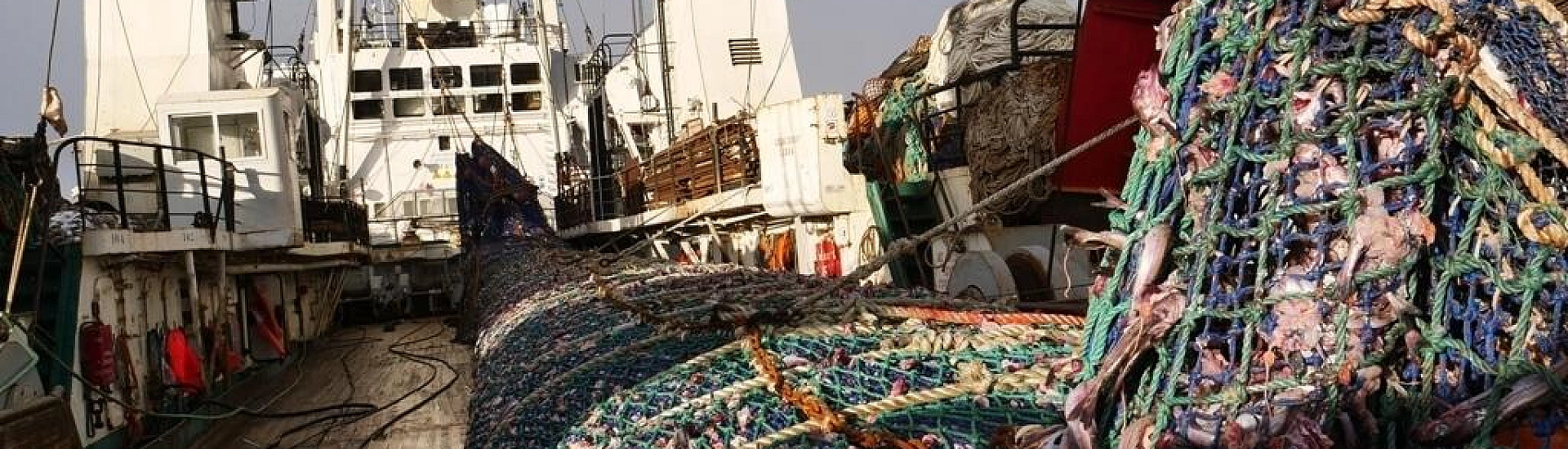 Оптовые цены на минтай в России выросли почти на 60% за год