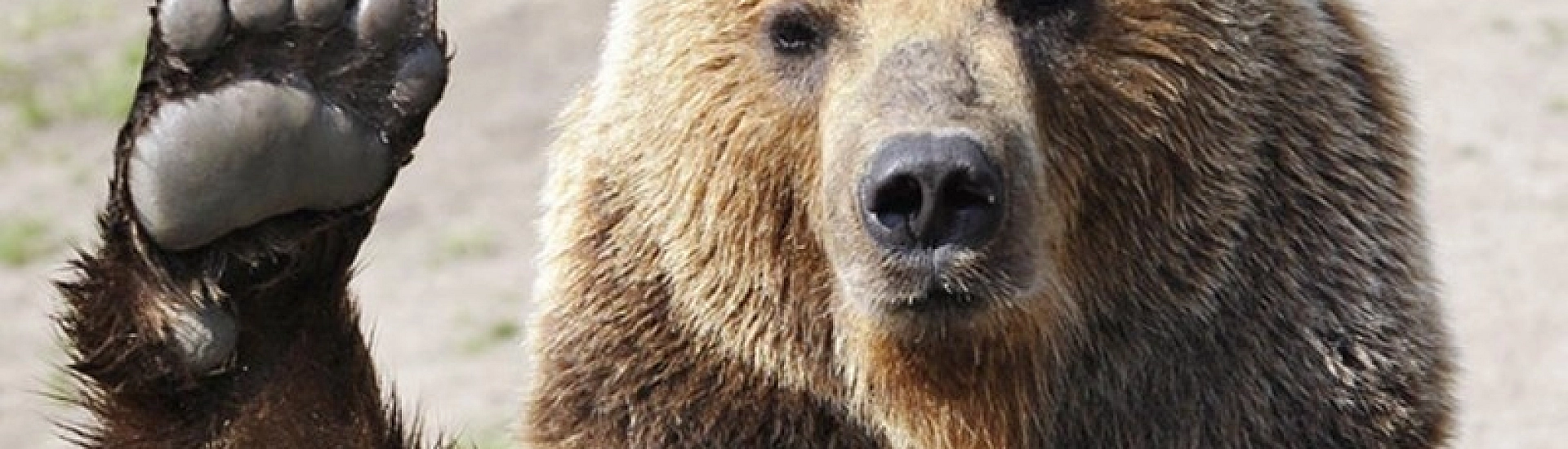В Великом Новгороде охотники разыскивают медведя, который ночью бродил по городским улицам
