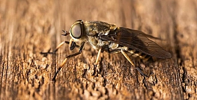 Биолог предупредила о возможном раннем появлении слепней из-за теплого марта