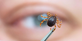 Эксперт заявил, что «африканские клещи» не приживутся в Подмосковье