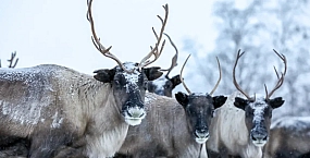 Минприроды опровергло слухи о легализации охоты на краснокнижных животных