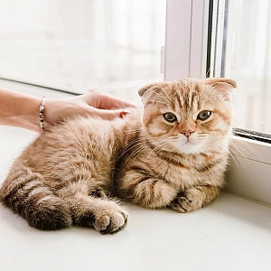 Ветеринар предупредила об опасности клещей для кошек и способах защиты