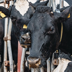 Пострадавшие от эпизоотии в Новосибирской области получили выплаты за апрель