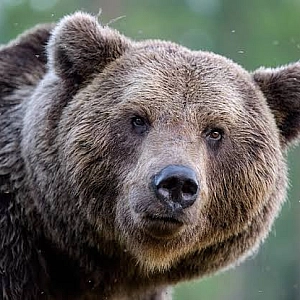 В районе Алтая ввели режим повышенной готовности после гибели туристки из-за нападения медведя