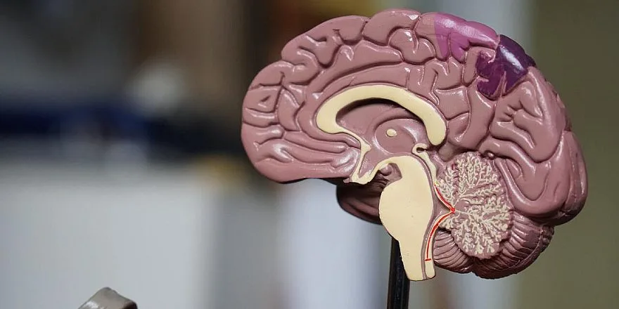 Nature: новая теория ставит под сомнение классическое представление о роли дофамина